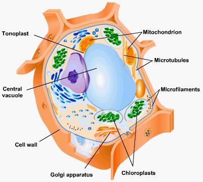 Organelles Are tiny structures