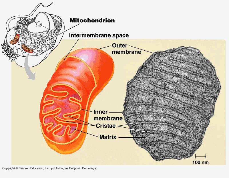 Organelles in the Cytoplasm
