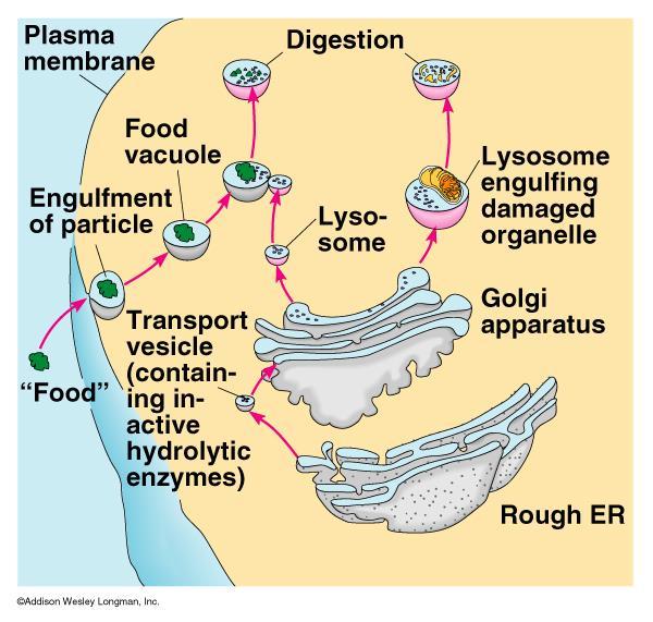 Lysosomes Small, round structures