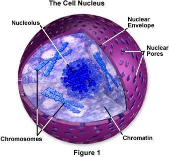 Nucleus Nuclear Envelope Membrane that surrounds nucleus Controls what materials go in and out