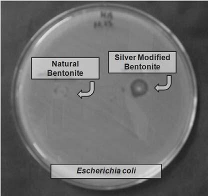 Figure 3: Antimicrobial activity of natural and modified bentonite for E. coli. Figure 4:
