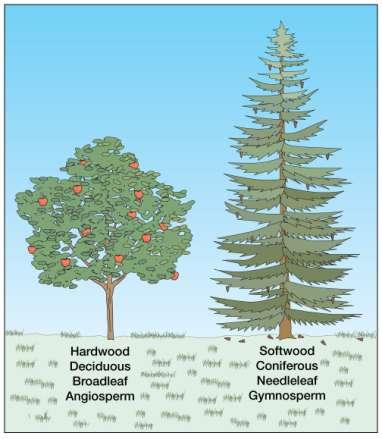 Other terms Trees Gymnosperms Softwood Coniferous