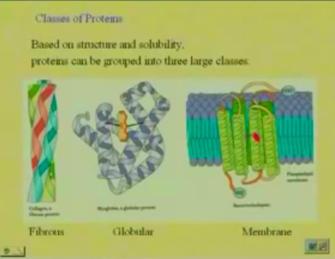 Now, that we know something about proteins, we have to consider the different classes of proteins that are formed based on their structure and solubility.