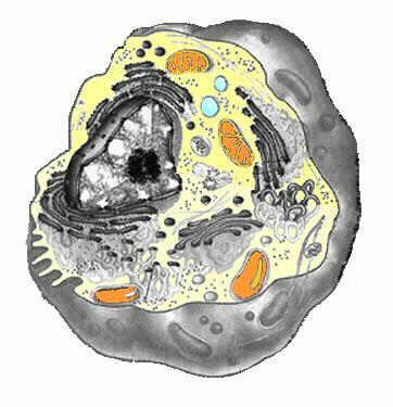 Part IV- cellular organelles and the endomembrane system. 1. Label the following diagram of a eukaryotic cell with the cellular structures listed in q.2. 10 1 9 2 3 8 7 4 6 5 2.