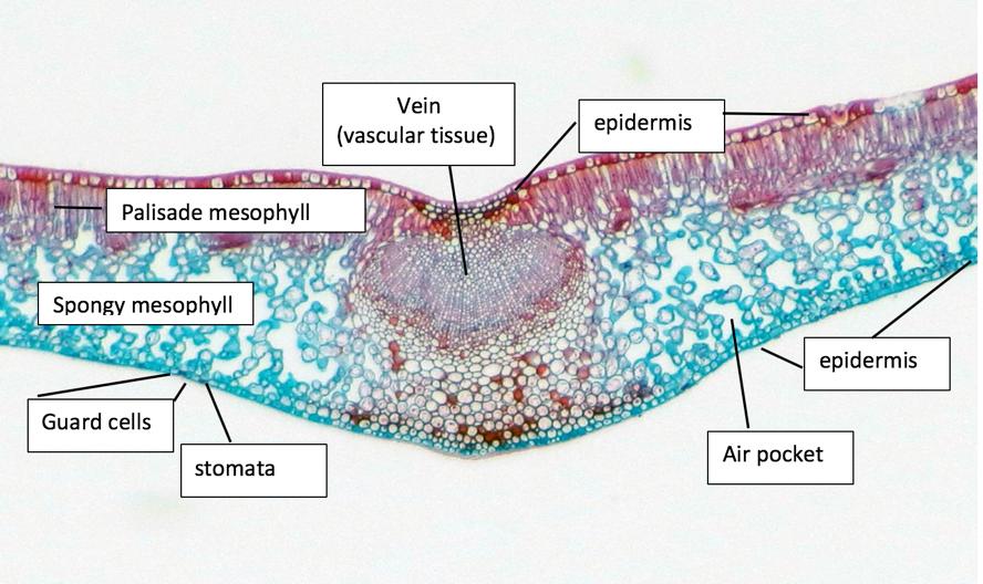Name: Plant stems and leaves (p. 4 of ) Part 3 Materials: Leaf cross section slide, microscope, Colored pencils Method: 1.