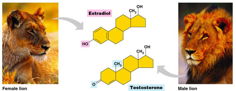Basic structure of male & female hormones is identical identical C skeleton