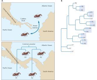 Phylogenetic signature of allopatric (Fig. 13.9) 1. Panamanian isthmus and snapping shrimp 2.