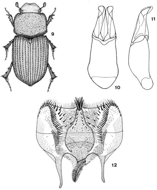 Acta Zool. Mex. (n.s.) 20(2) (2004) Figures 9-12 Neotrichonotulus urangai (Islas, 1955): 9. Habitus (male, length 4.0 mm, Amecameca, Estado de México, Mexico); 10-11.