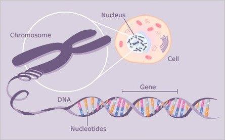 Genes Genes: sequences of DNA bases gu