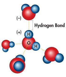 Hydrogen Bonding Water is able to form multiple hydrogen bonds, which account for many