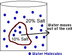 To determine if the cell functions similarly to other cells it was placed in a salt solution.