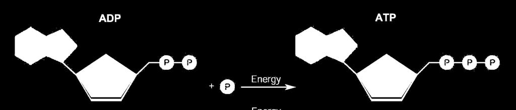 Chemical Energy and ATP Storing Energy ADP has two