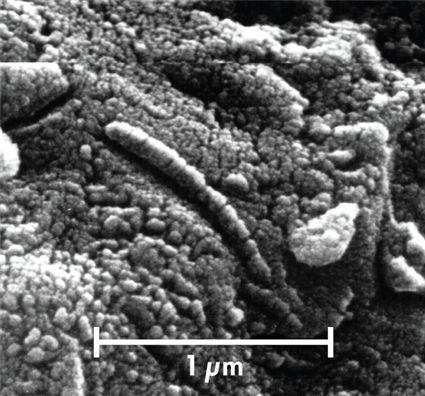 examination of samples from the interior of the meteorite revealed many tiny, rod shaped structures (fig. 9.37). These look very much like ancient terrestrial bacteria but are much smaller.