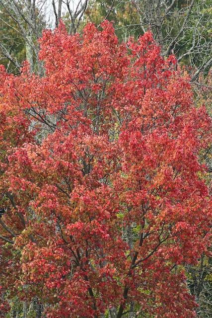 Red Maple, Acer rubrum 2) Carotenoid, the orange color of