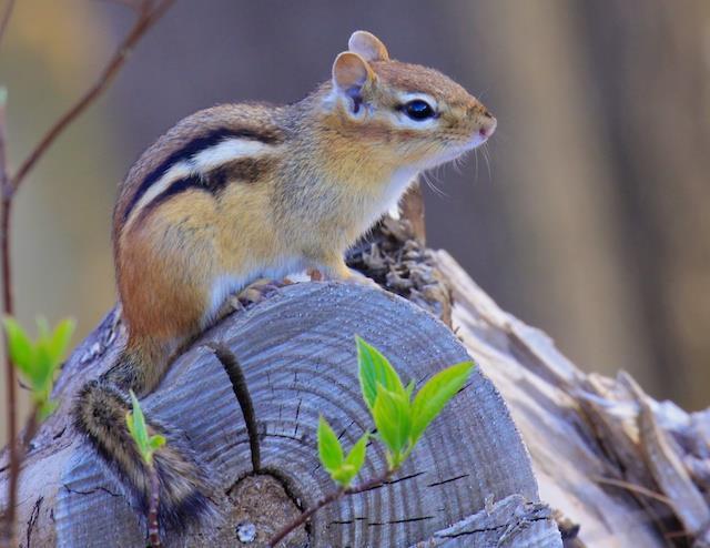 I haven t seen nor have I been told that there are Chipmunks on our campus, but as EastView s environment changes and as its landscape evolves, the habitat will become more deciduous; thus I am sure