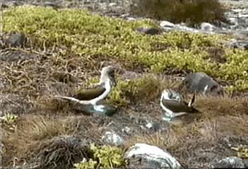 Video: Blue-footed