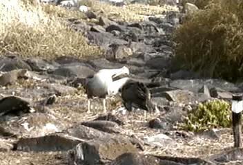Video: Albatross