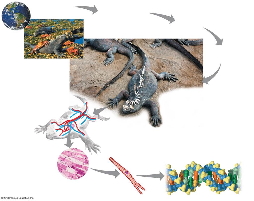 Figure 1.2-2 1 Biosphere 2 Ecosystems 3 Communities 4 Populations 5 Organisms 6 Organ Systems and Organs 7 Tissues Figure 1.