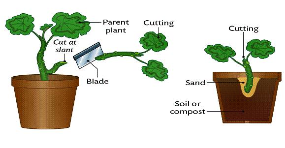 3. Cuttings Cut a stem off a parent plant.