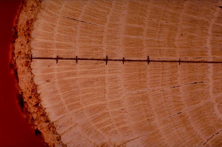 Cross-section of a Woody Branch
