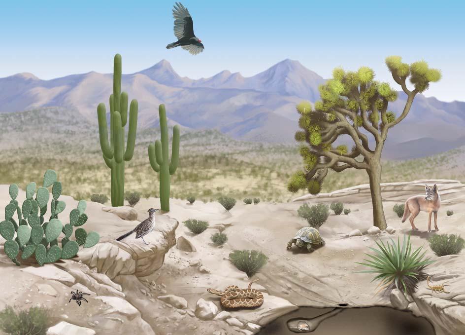 Active Reading 11 Identify As you read, underline the characteristics of deserts. Desert Desert biomes are very dry.