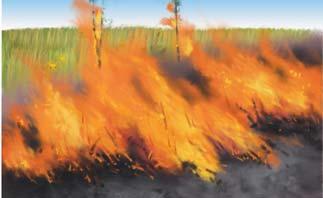 Periodic fires sweep through temperate grasslands.