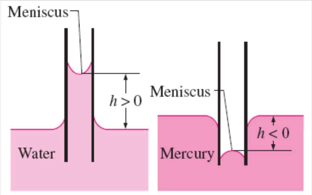 The capillary rise of water and the capillary fall of mercury in a