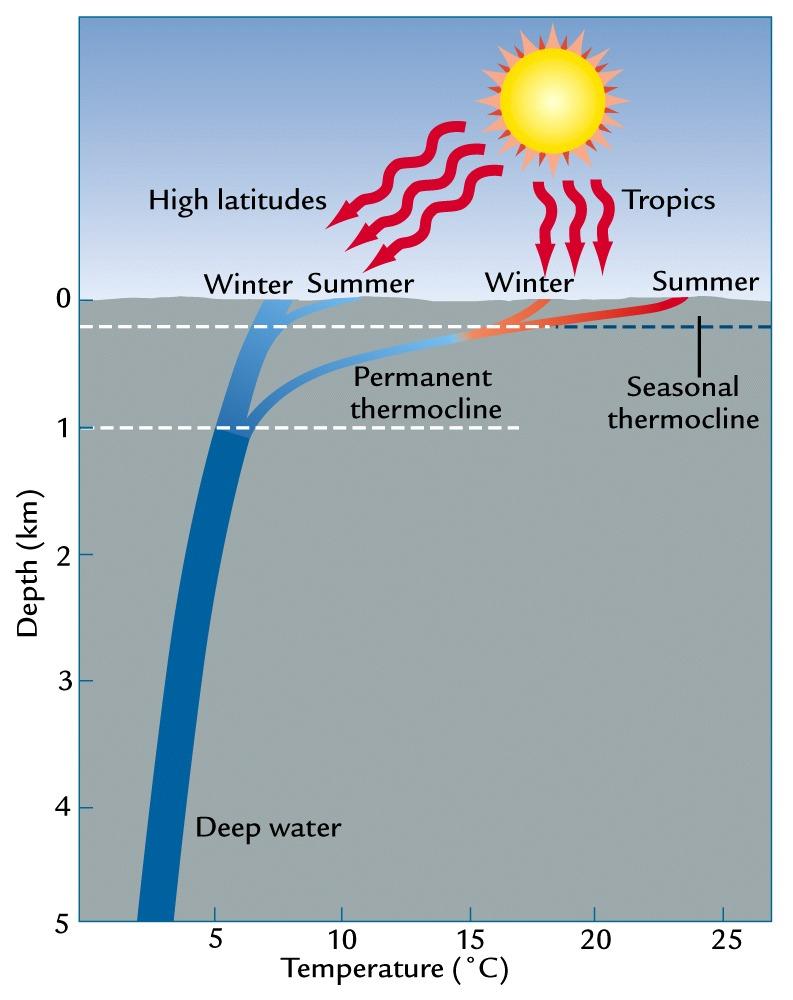 Vertical Structure of Ocean Pychnocline (~1 km) Zone of transition between surface and deep water Characterized by rapid increase in density Some regions