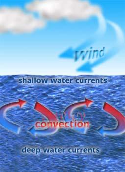 Convection Heated fluids, due to their
