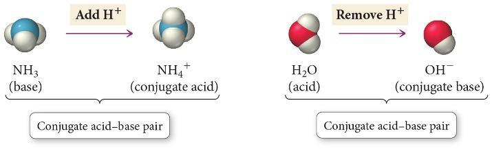 Base: proton (H + ion) acceptor.