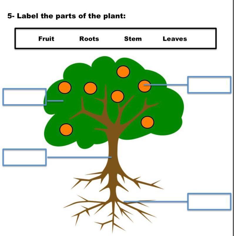 Exercises 1) 2) Choose the correct answer: 1- Roots grow (underground upwards). 2- Roots (holds eats) the plants. 3- Roots absorb (food water and salts).
