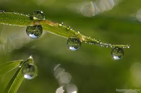 Cohesion and Adhesion Cohesion: the attraction of particles of the same substance Hydrogen bonds holds water molecules together Cohesion causes water to pull into a drop shape (dew drop on a