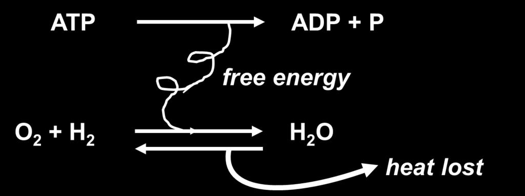 Metabolism of food means: exergonic release of energy between carbon
