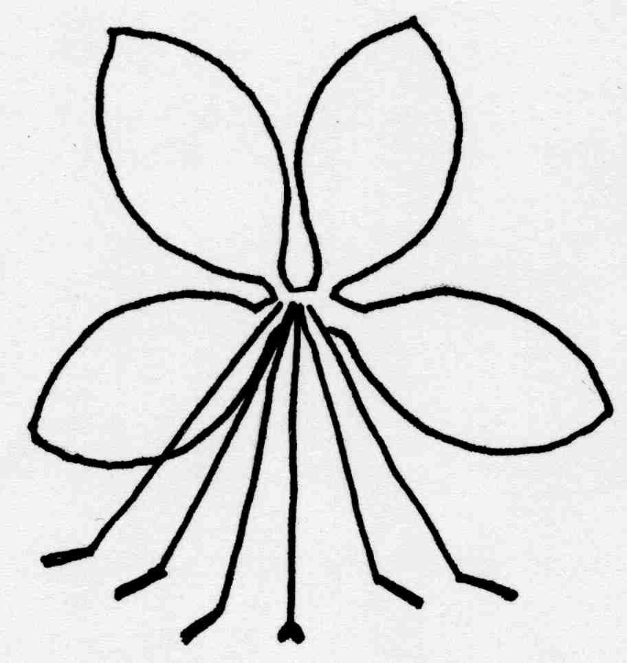Ad 27: Flower: width Ad 29: Petal: length Ad 30: