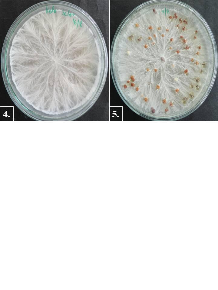 Figs 4-5: 4. Fan shaped mycelium in culture; 5.