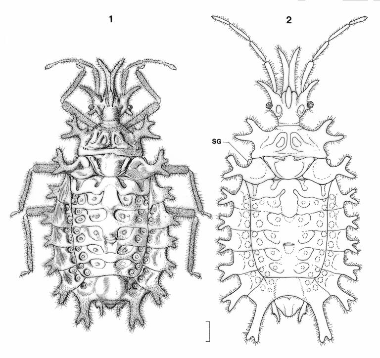 HEISS E.: Two new species of the monobasic genus Chlonocoris USINGER&MATSUDA 221 H e a d.