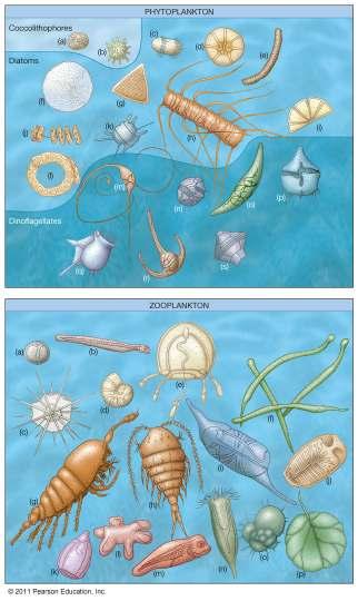 Types of Plankton Most biomass on Earth consists of