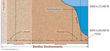 Pelagic Environment Divided into biozones Neritic Province from shore seaward,