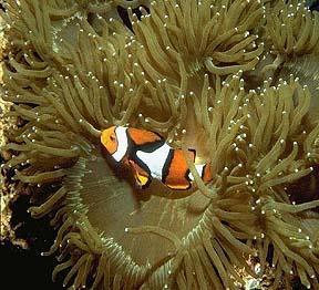 Commensalism The anemonefish lives among the forest of tentacles of an anemone and is protected from potential predators not immune to the