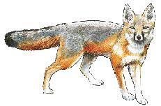 Swift foxes were accidentally poisoned because certain predators were seen as 'pests' or 'unnecessary' animals.