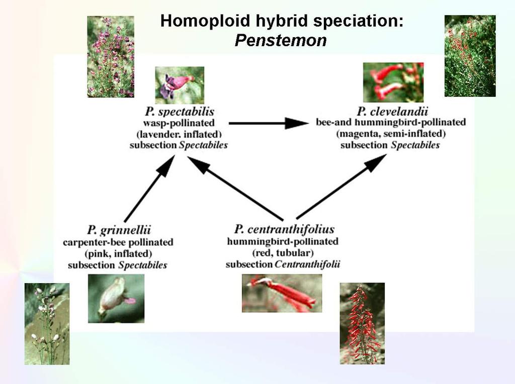 Homoploid Hybrid Speciation two