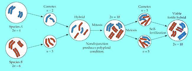 n=9 n=9 X hybridization occurs between two species meiotic incompatibilities makes hybrid sterile