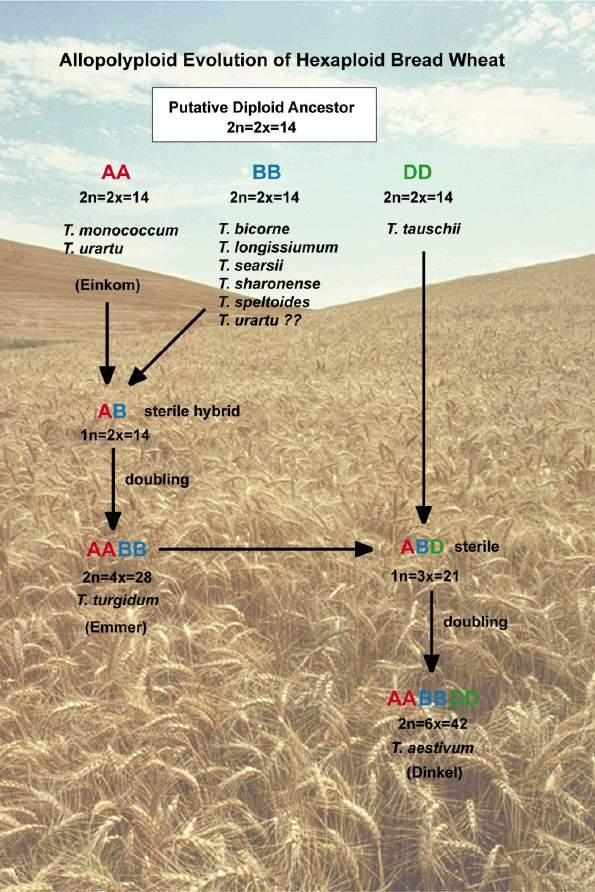 Polyploid Speciation Under human selection in the Middle East, bread wheat (Triticum