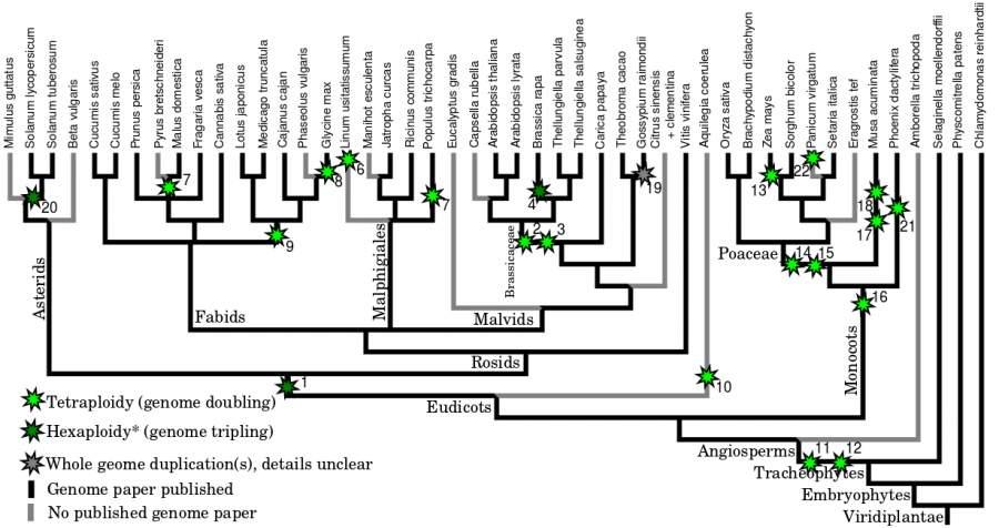 Polyploid Speciation Ancestral polyploidy events in