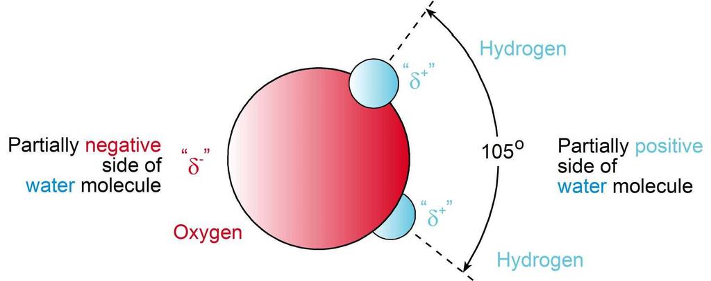 positive charge Draw this: Hydrogen bonding in