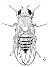 The chromosomes of Drosophila melanogaster The individual Drosophila has four pairs of