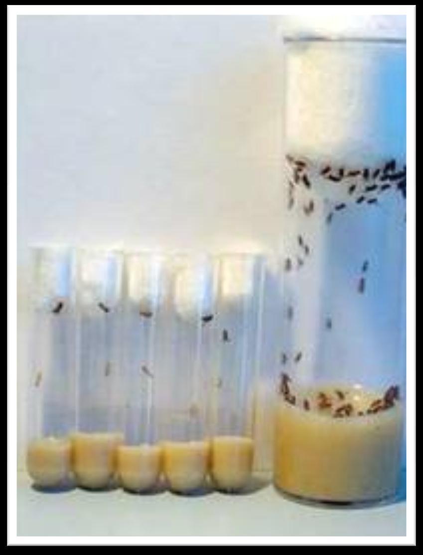 CULTURING DROSOPHILA We grow flies in vials with about 2 cm of food on the bottom and a foam or cotton plug in the top. At the beginning of the semester, the food will be made by the lab preparator.