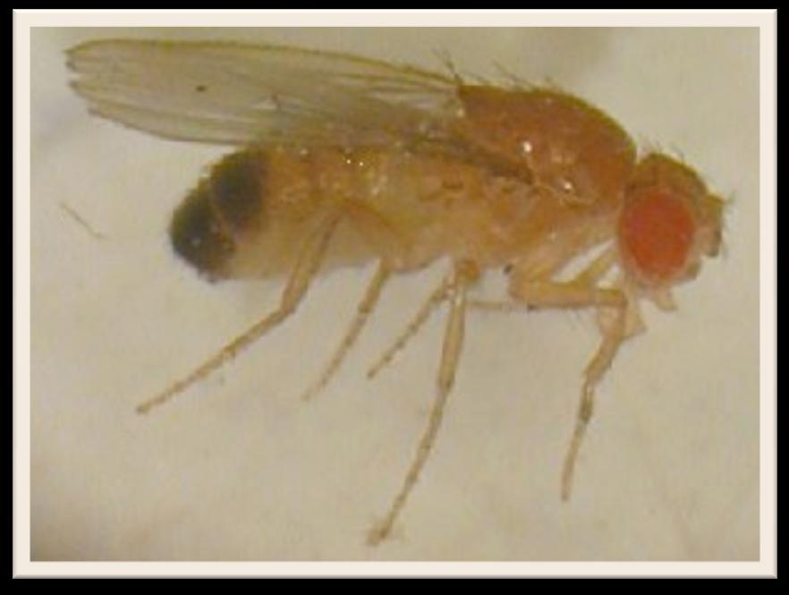 Classification: Domain: Eukarya Kingdom: Animalia Phylum: Arthropoda Class: Insecta Order: