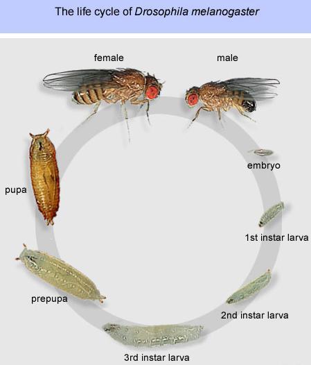 Life cycle by day: Day 0: Female lays eggs. Day 1: Eggs hatch. Day 2: First instar. Day 3: Second instar. Day 5: Third and final instar.