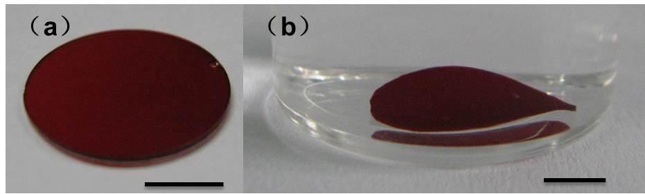 Fig. S2. (a) The photo of the hydrogel film on the glass slide and (b) the photo of the hydrogel film in water.